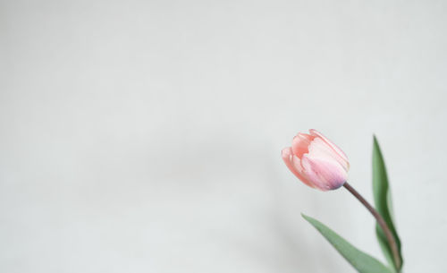 Close-up of flower against white background