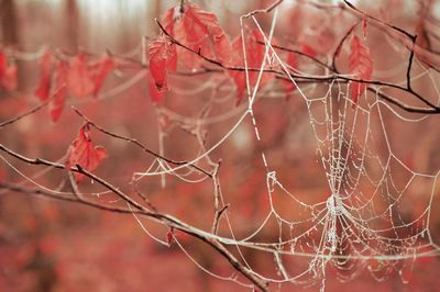 Close-up of red leaves on tree