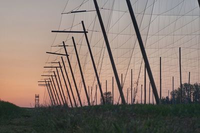 Hops field against sky during sunset