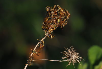 Close-up of wilted plant