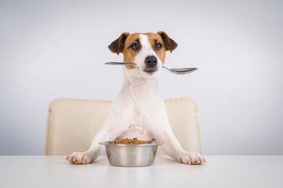 Portrait of dog sitting against white background