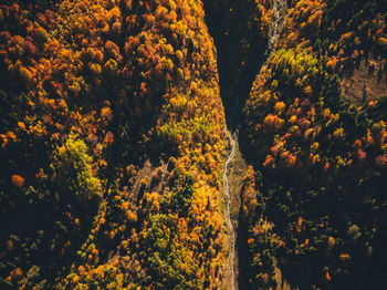 Trees in forest during autumn