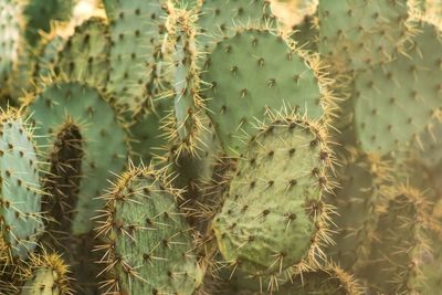 Close-up of plant