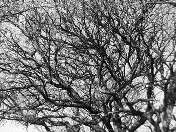 Low angle view of bare trees against sky