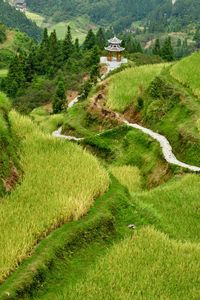 High angle view of grassy field