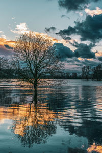 Bare tree by lake against sky during sunset