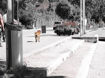 Dog walking in front of building