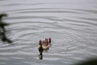 High angle view of ducks swimming in lake