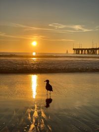 Silhouette bird on beach during sunset