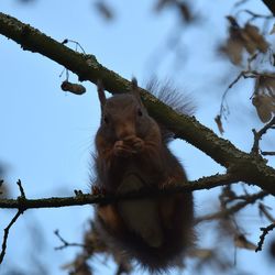 Low angle view of squirrel on tree