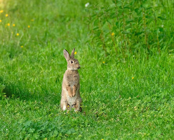 Cute fluffy european brown hare standing upright on two hind feet and looking at camera.