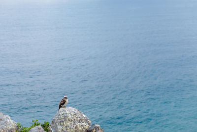 High angle view of bird on rock by sea