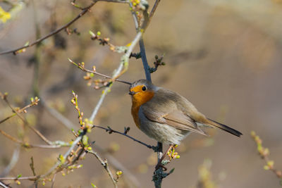 Close-up of bird perching on branch