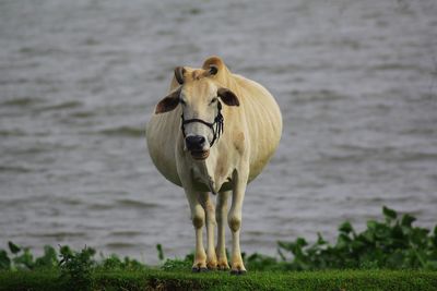 Portrait of horse standing on land