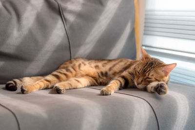 Domestic bengal cat sleeps on a gray sofa.