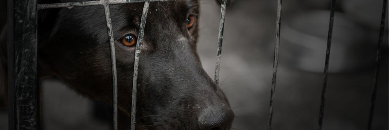 Dog in animal shelter waiting for adoption. dog behind the fences. dog in animal shelter cage.