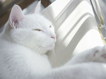 Close-up of white cat lying on sofa 