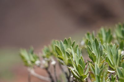 Close-up of corn growing on field