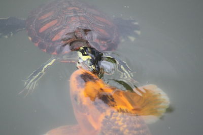 High angle view of fish swimming in water