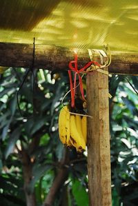 Close-up of yellow hanging on leaf