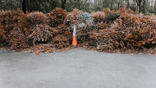 Man working in tree