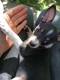 Cropped image of person with dog
