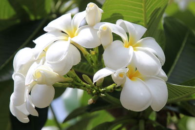 Close-up of white flowers blooming outdoors