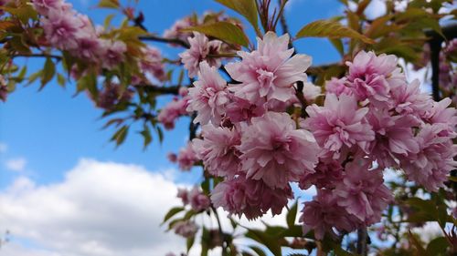 Low angle view of pink flowers blooming on tree