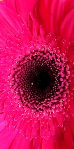 Full frame shot of pink flower
