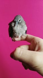 Close-up of hand holding bird against pink background