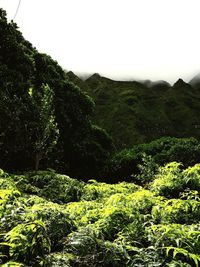 Scenic view of landscape against clear sky