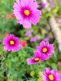 Close-up of pink cosmos flowers