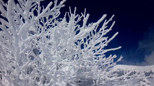 Snow covered trees