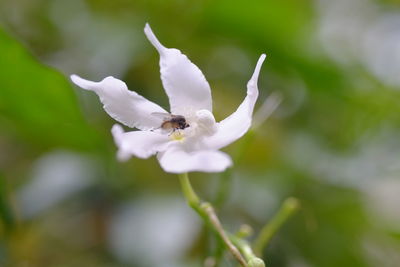 Close-up of insect on white flowering plant