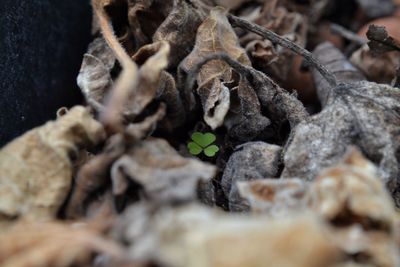 Close-up of dry leaves on land