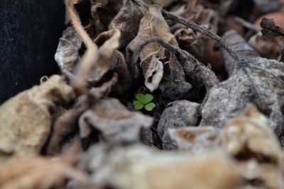 Close-up of dry leaves on land