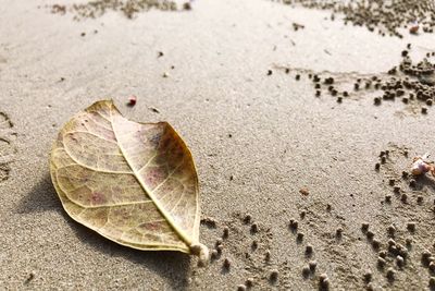 High angle view of dry leaf on sand