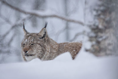 Lynx looking away on snow covered land
