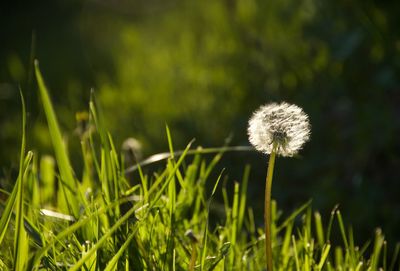 Close-up of dandelion flower on field