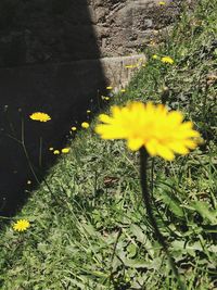 Close-up of yellow flowers
