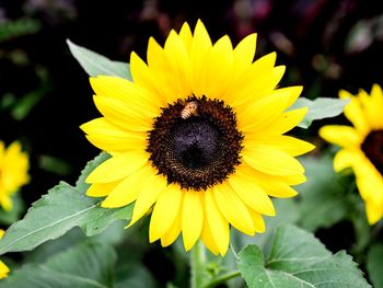 Close-up of honey bee on sunflower