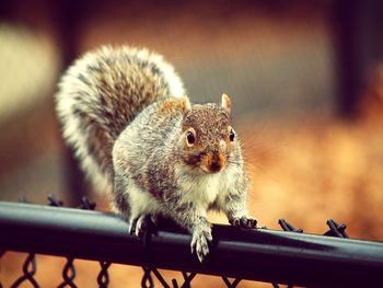 Close-up of squirrel