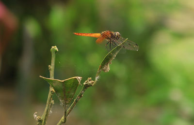 Close-up of insect on plant