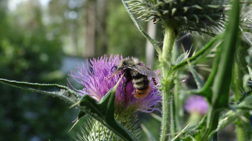 Close-up of bee pollinating on purple thistle flower