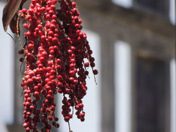Red berries on palm