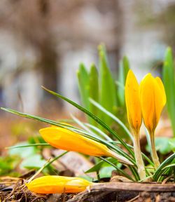 Close-up of yellow crocus plant