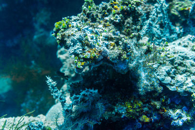 View of fish swimming underwater