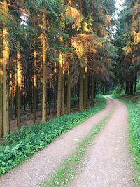 Road amidst trees in forest