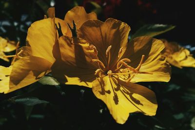 Close-up of yellow flowers