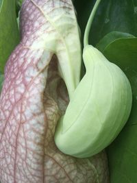 Close-up of hand holding leaf